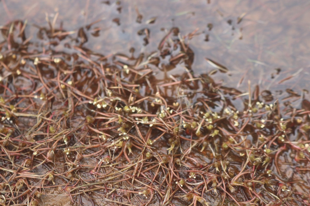 Zeylanidium subulatum (Gardner) C.Cusset